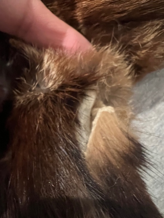 Lord & Taylor Vintage Rabbit Fur Coat - Picture 14 of 14